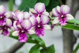 Fototapeta Storczyk - purple and vanilla color orchid flower