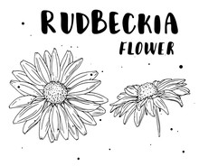 Rudbeckia Flower. Botanical Illustration. Vector. Hand Drawn Artistic Flower Isolated On White Background