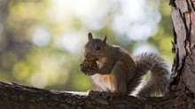 Squirrel Munches On A Walnut While Sitting On A Tree Branch