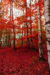 Sticker - red autumn forest