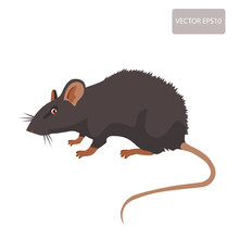 Mouse, Rat Vector. Rat Isolated On White Background. Rat Vector Disease. Harmful Rodent, Parasite.