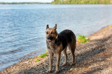 A stray dog walks on the beach, brown black color.