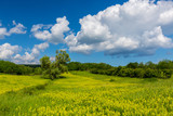 Fototapeta Do pokoju - Beautiful and refreshing rural fields in spring, with vibrant green foliage