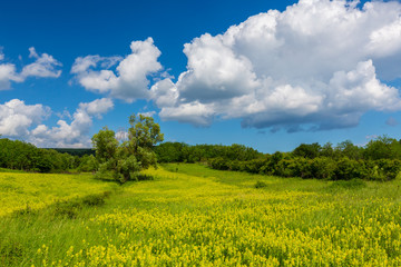  Beautiful and refreshing rural fields in spring, with vibrant green foliage