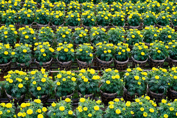 Yellow daisy flowers field in blooming time,  Sa Dec, Dong Thap, Vietnam. Sadec (Sa Dec) is place product many flower for Lunar New Year (Tet holiday)