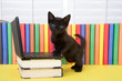 Small black kitten standing at miniature laptop computer on books, with colorful books in background. Paws on computer, standing, looking at viewer