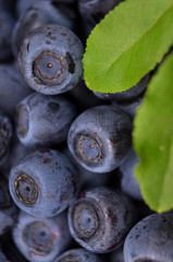 blueberry macro