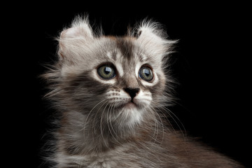 Close-up Fluffy American Curl Kitty with Twisted Ears and magic eyes Isolated Black Background, front view