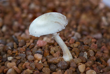 White Large Mushroom Growing On Small Rocks
