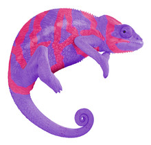 Colorful Chameleon Create Word