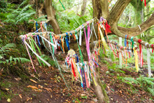 Clootie Tree At St Nectans Glenn Near Tintagel In North Cornwall. Clootie Wells Are Places Of Pilgrimage In Celtic Areas. Strips Of Cloth Or Rags Are Tied To A Branch As Part Of A Healing Ritual.