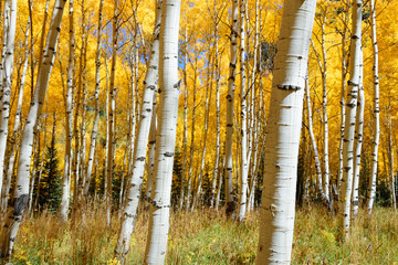 Aspen tree Fall foliage color in Colorado