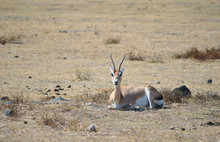 Gazelle Resting In The African Savanna 