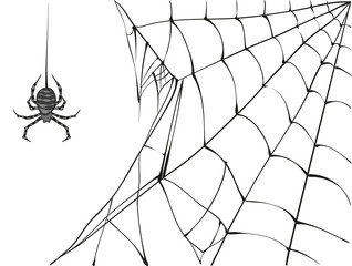 Wall Mural - large black spider and web on white background