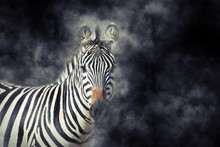 Zebra In Smoke
