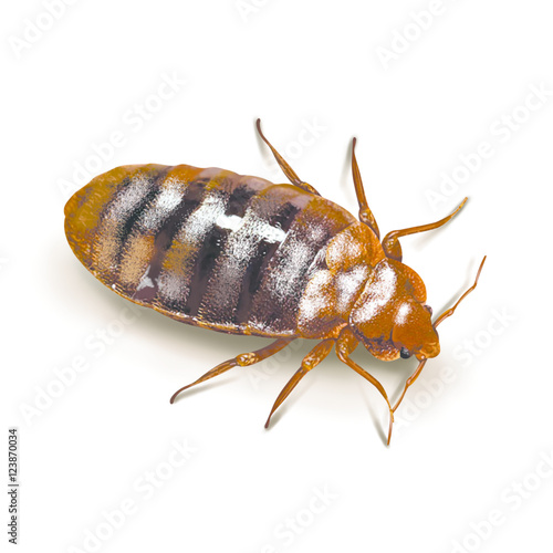 Fotomural A bed bug isolated on white