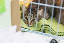 Tabby Cat Shelter Animal Pet Cage Bars Rescue Adoption Unwanted Lost Homeless Kitty Sad Lonely