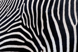 Fototapeta Konie - Zebra texturae pattern 