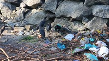 Flock Of Idian Crow On Beach At Trash Heap. Cries Of Crows

