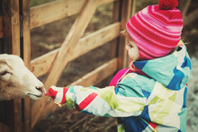 Little Girl Feeding Goat At Farm