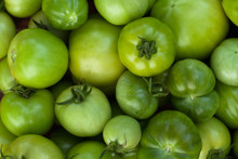 Tomatoes. Background Of Green Tomatoes Close Up. Selective Focus.