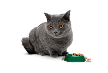 Wall Mural - gray cat sits beside a bowl of food