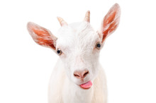 Portrait Of A Funny Goat Showing Tongue 