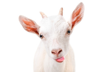 Wall Mural - Portrait of a funny goat showing tongue 