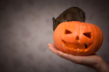 Wall Mural - rodent in Halloween pumpkin