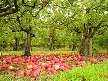 English Autumn Organic Orchard Of Fallen Ripe And Rotten Red Apples Lying On The Ground Under The Trees In Grass