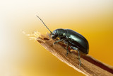 Fototapeta  - Green Flea beetle: they are called flea beetles because when in danger, they jump like fleas. Macro photo at around 2.5X life-size on sensor.