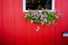 Vintage Red Wall White Window And Fresh Flowers