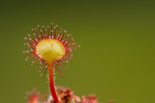 Closeup Of Sundew Plant