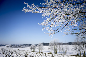 Poster - Frozen Tree Branches. Winter Landscape.