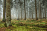 Fototapeta Las - Misty forest
