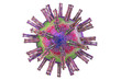 © Dr_Microbe - Human Herpes simplex virus isolated on white background. 3D illustration