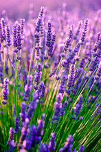 Blooming Lavender In A Field At Provence