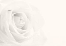 Beautiful Toned White Rose Close-up As Wedding Background. Soft
