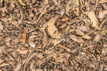 Wall Mural - Top view of ground with dried leaf, Close up natural background