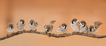 A Lot Of Little Funny Birds Sitting On A Branch In Sunny Weather