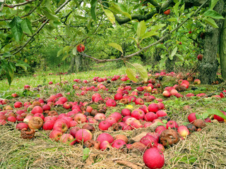 red ripe and rotten apples under the tree in english orchard
