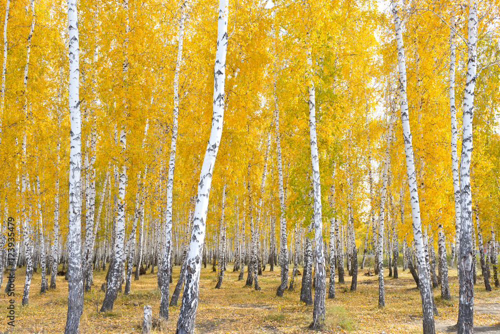 autumn birch forest - obrazy, fototapety, plakaty 