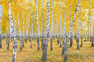 autumn birch forest