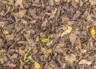 Wall Mural - Top view of ground with dried leaf, Close up natural background