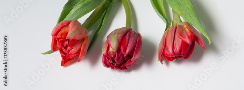 bouquet of red tulips