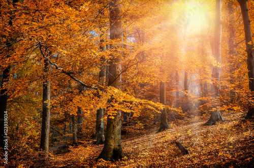 Rays of the sun autumn trees