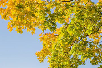 Wall Mural - Beautiful yellow autumn maple leaves on the tree branches in sunlight. Background. Focus point on the green leaves in the middle of photo.