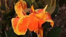 Orange Iris In Sunlight. Natural Background With Showy Flowers. Cambodia.