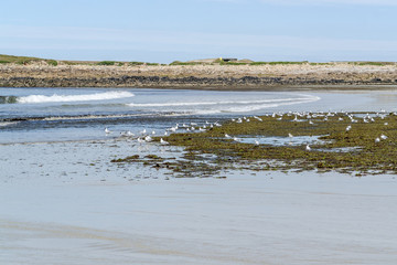 Sticker - beach and water birds in Brittany