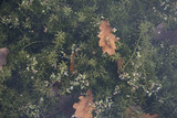 plants growing underwater with leaves floating on the top during autumn